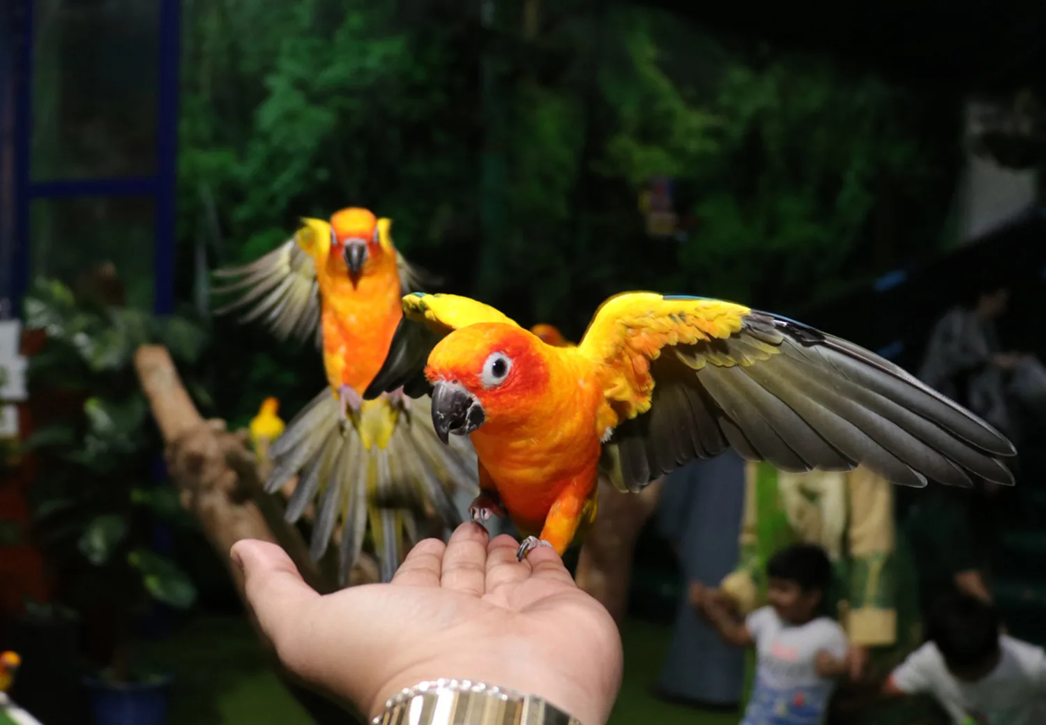 Two macaws with yellow and orange feathers stand on a handler's hand with wings spread
