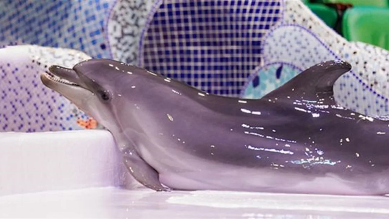 Young dolphin resting in a shallow pool at the dolphinarium with patterned barriers behind