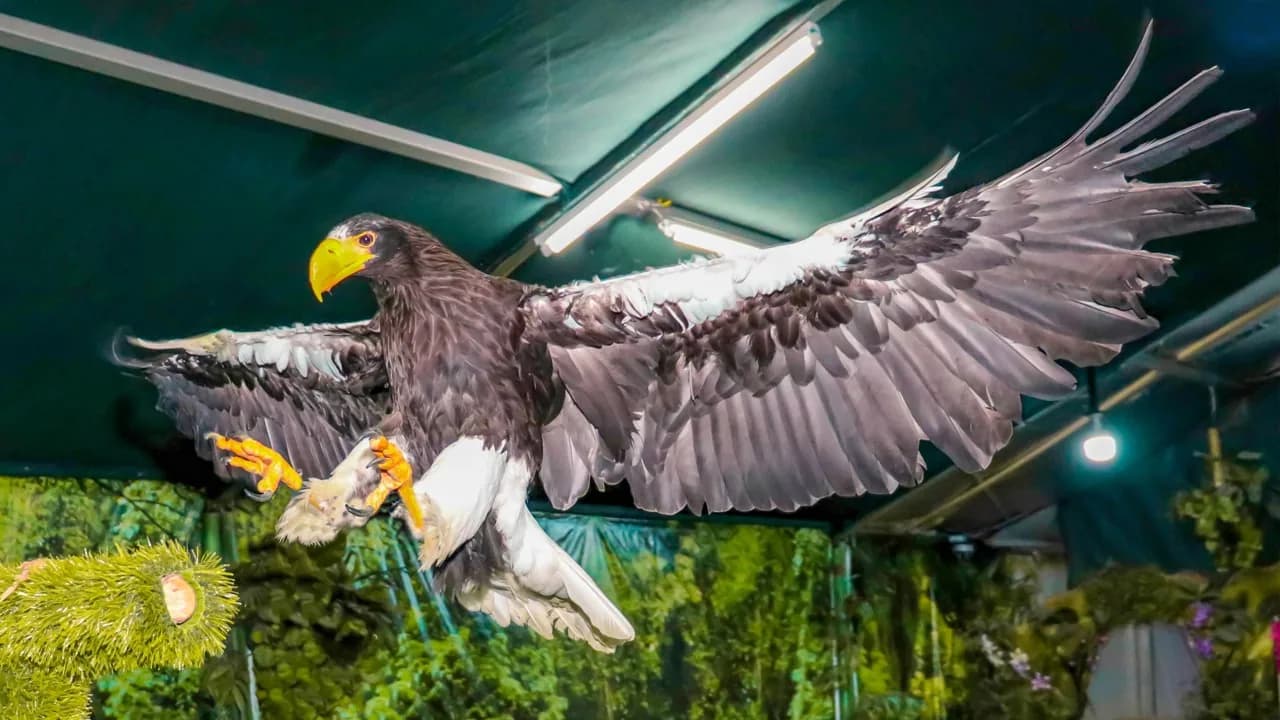 Bald eagle with wings spread in flight against teal indoor ceiling with green plants below