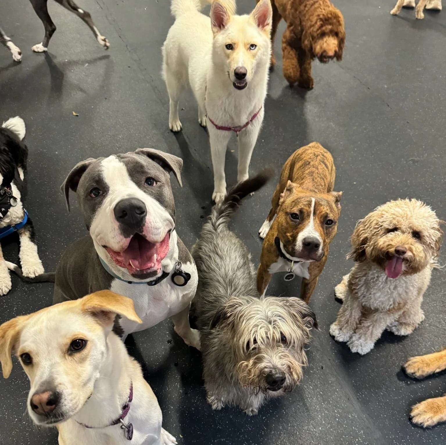 Multiple dogs of different breeds playing together indoors at a pet boarding facility