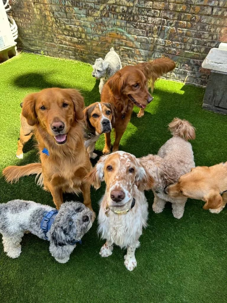 Multiple dogs playing together on artificial grass in a sunny yard with brick wall