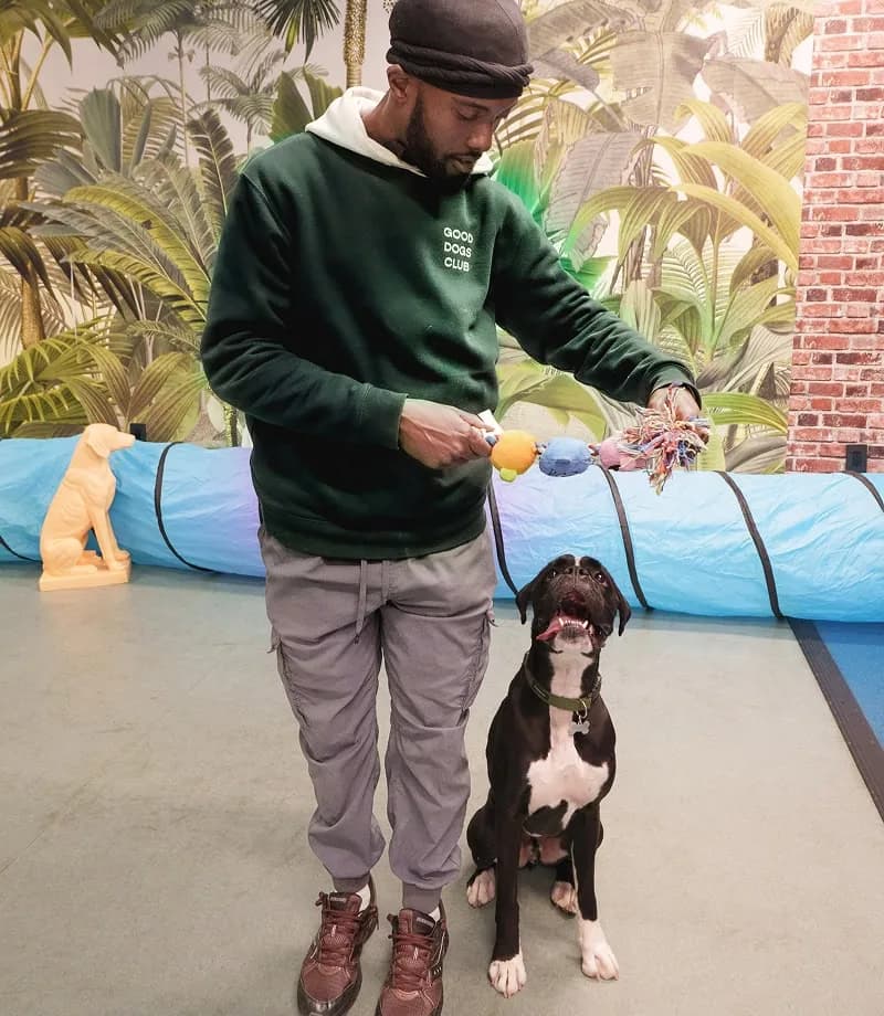 Staff member playing with a dark and white dog using a toy in an indoor facility