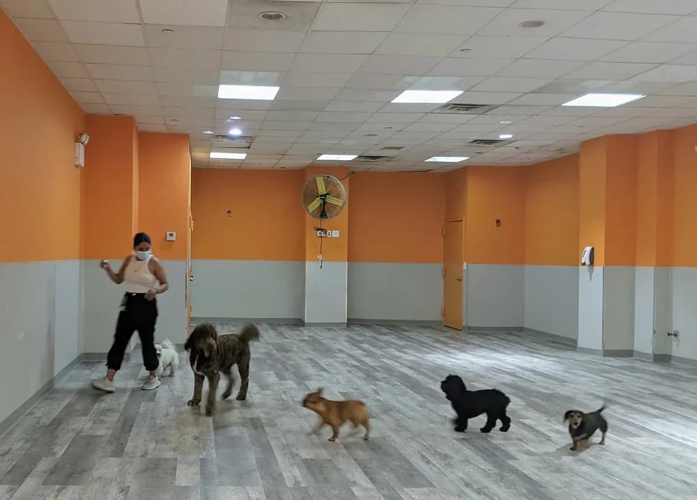 Dogs playing in a bright, colorful indoor dog daycare facility with orange walls and wooden flooring