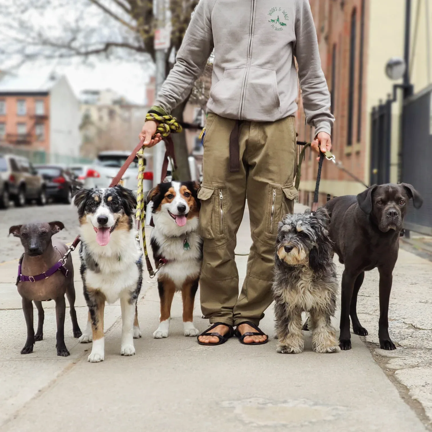 Dog walker with five leashed dogs of different sizes on a city sidewalk