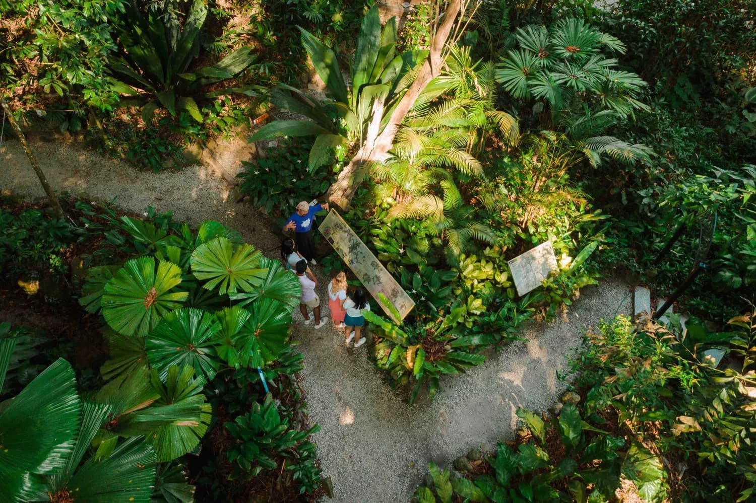 Overhead view of tropical garden with winding path, visitors, and dense vegetation