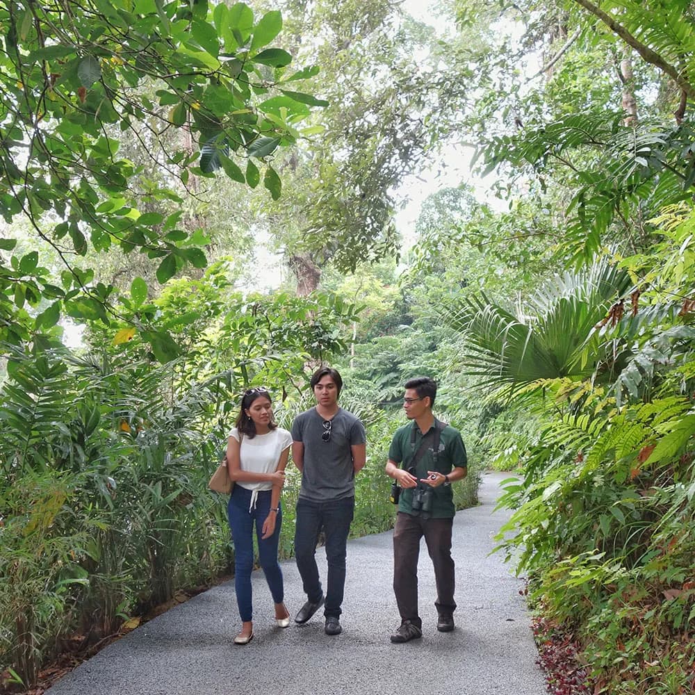 Visitors strolling through tropical forest pathway with dense overhead canopy