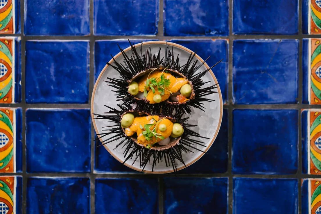 Two seared scallops with roe and capers on a decorative black-spined plate against blue tiles