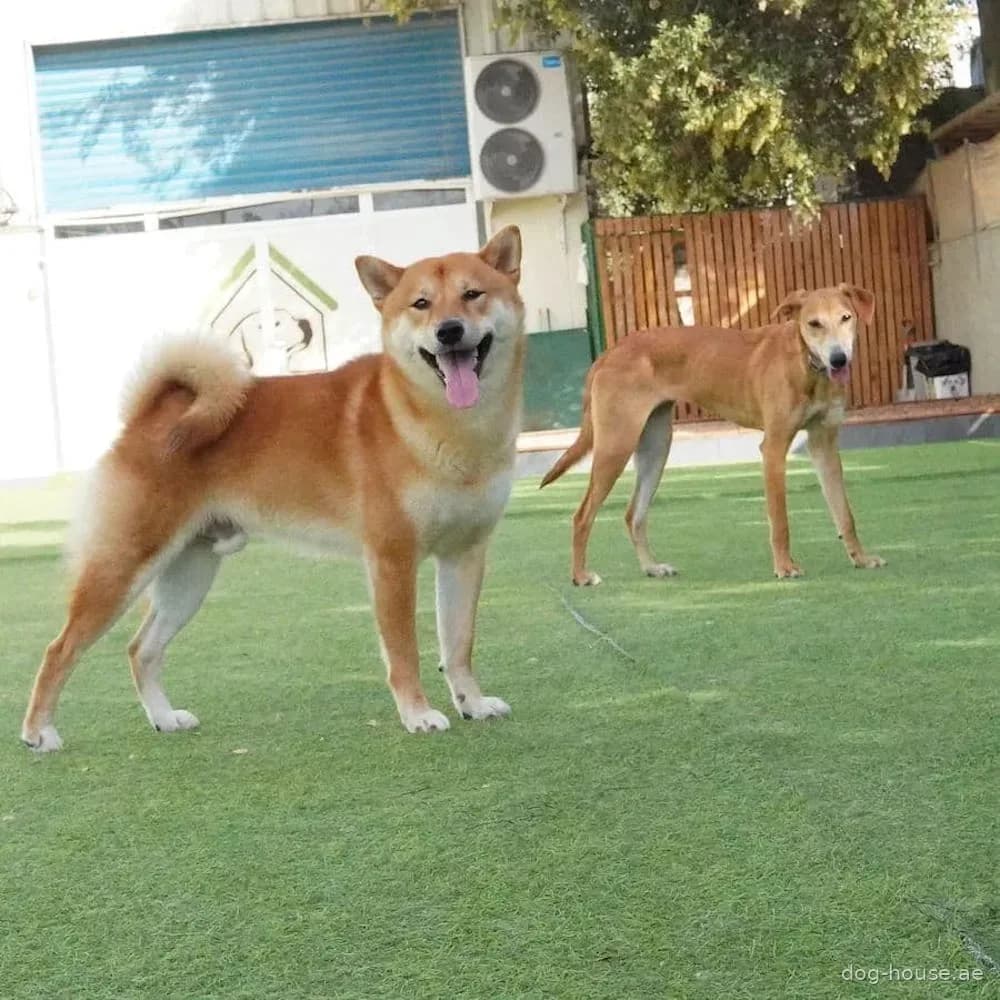 Two dogs playing in a green turf outdoor area with fencing and shade structures