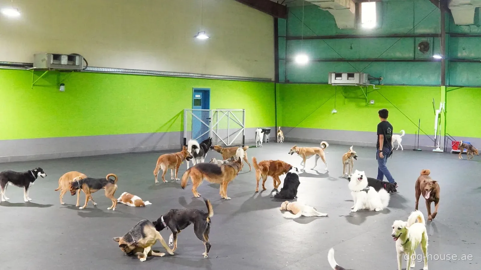 Dogs of various breeds playing together in a bright indoor daycare facility with a staff member supervising.