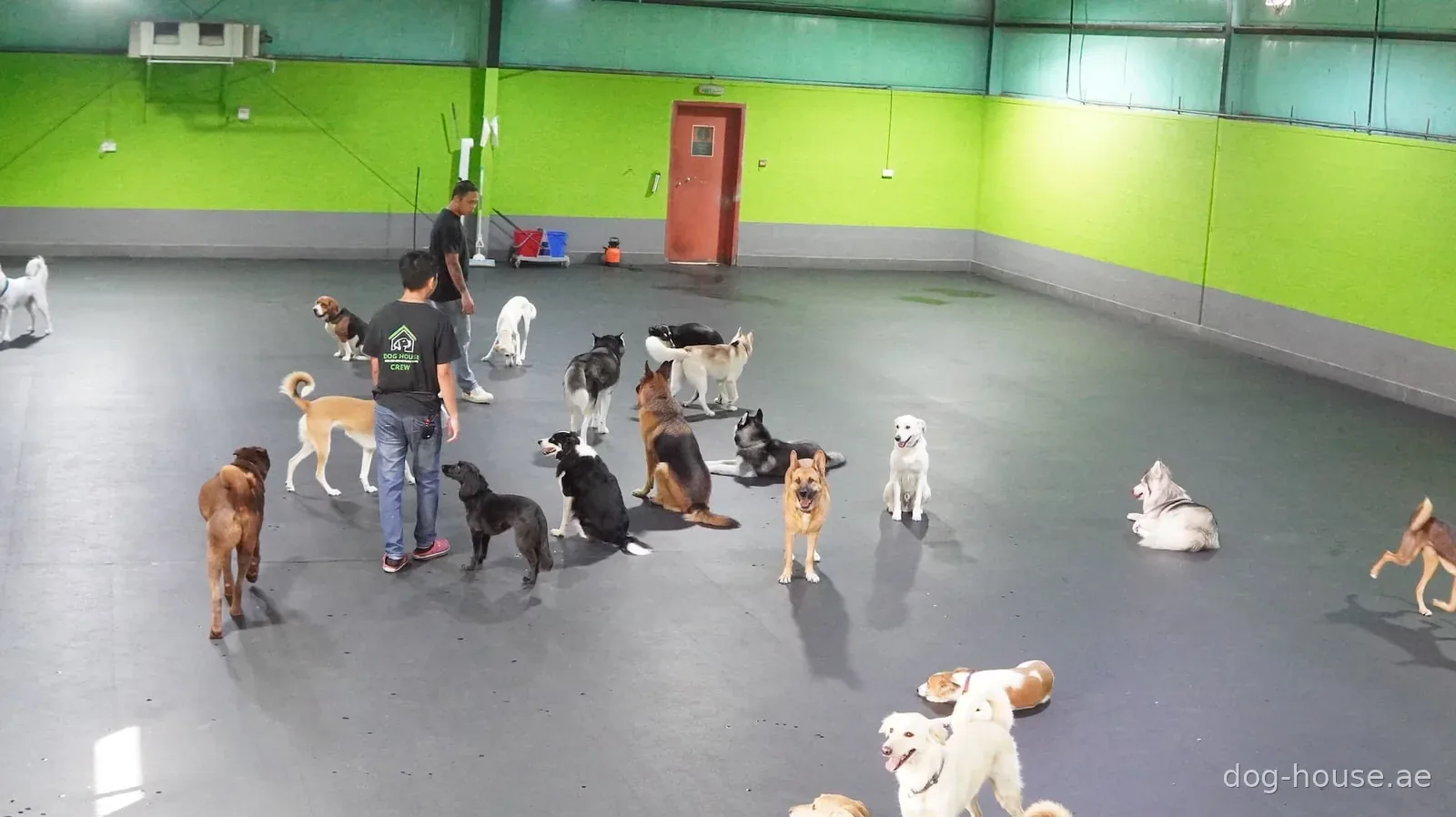 Staff member supervises group of dogs playing in bright, modern indoor facility with lime-green walls