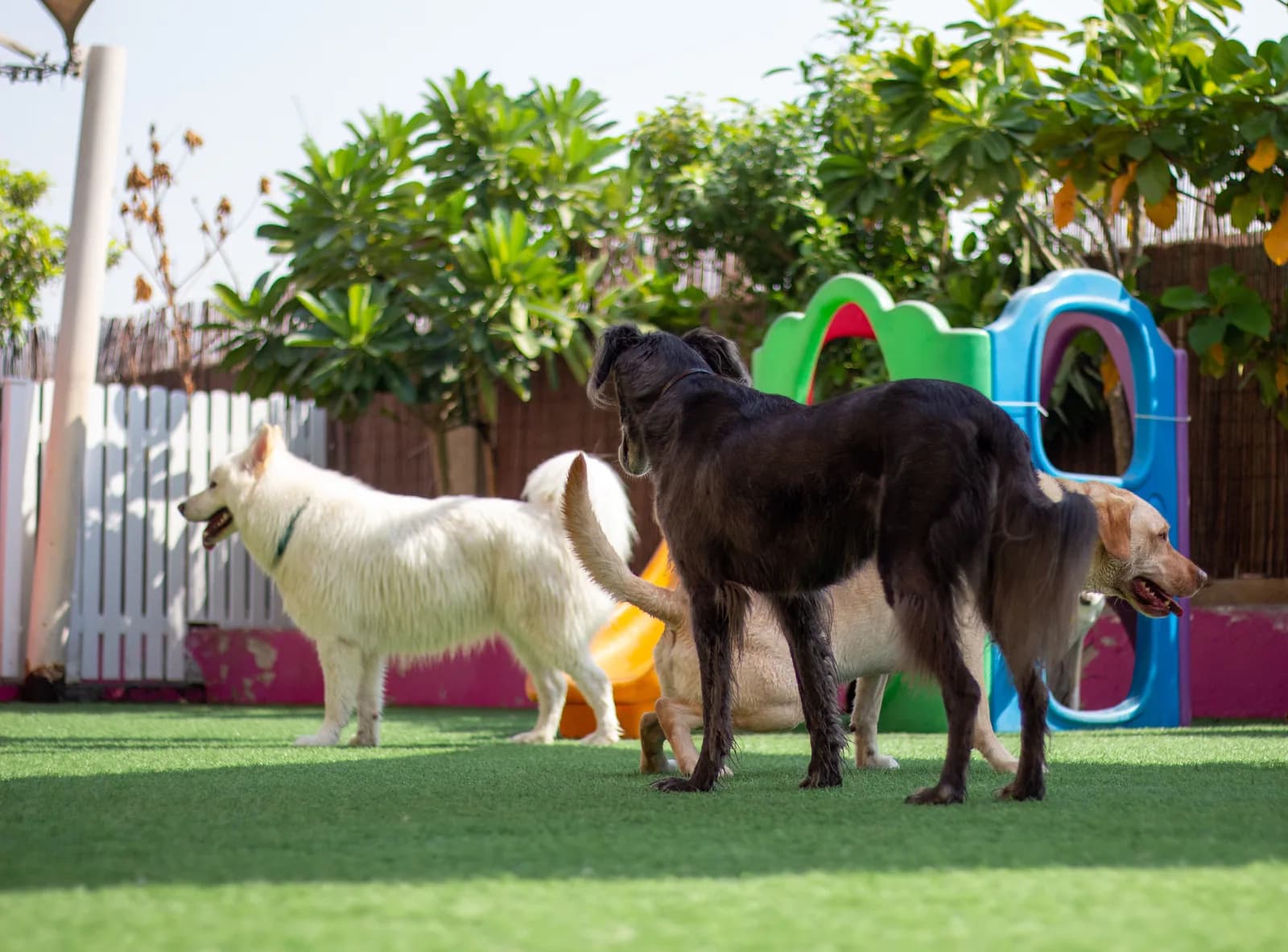 Dogs playing in a fenced outdoor yard with green turf, colorful tunnels, and tropical plants
