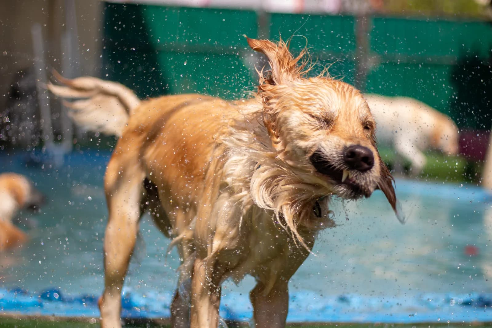 Wet dog shaking off water in an indoor pool area with other dogs nearby
