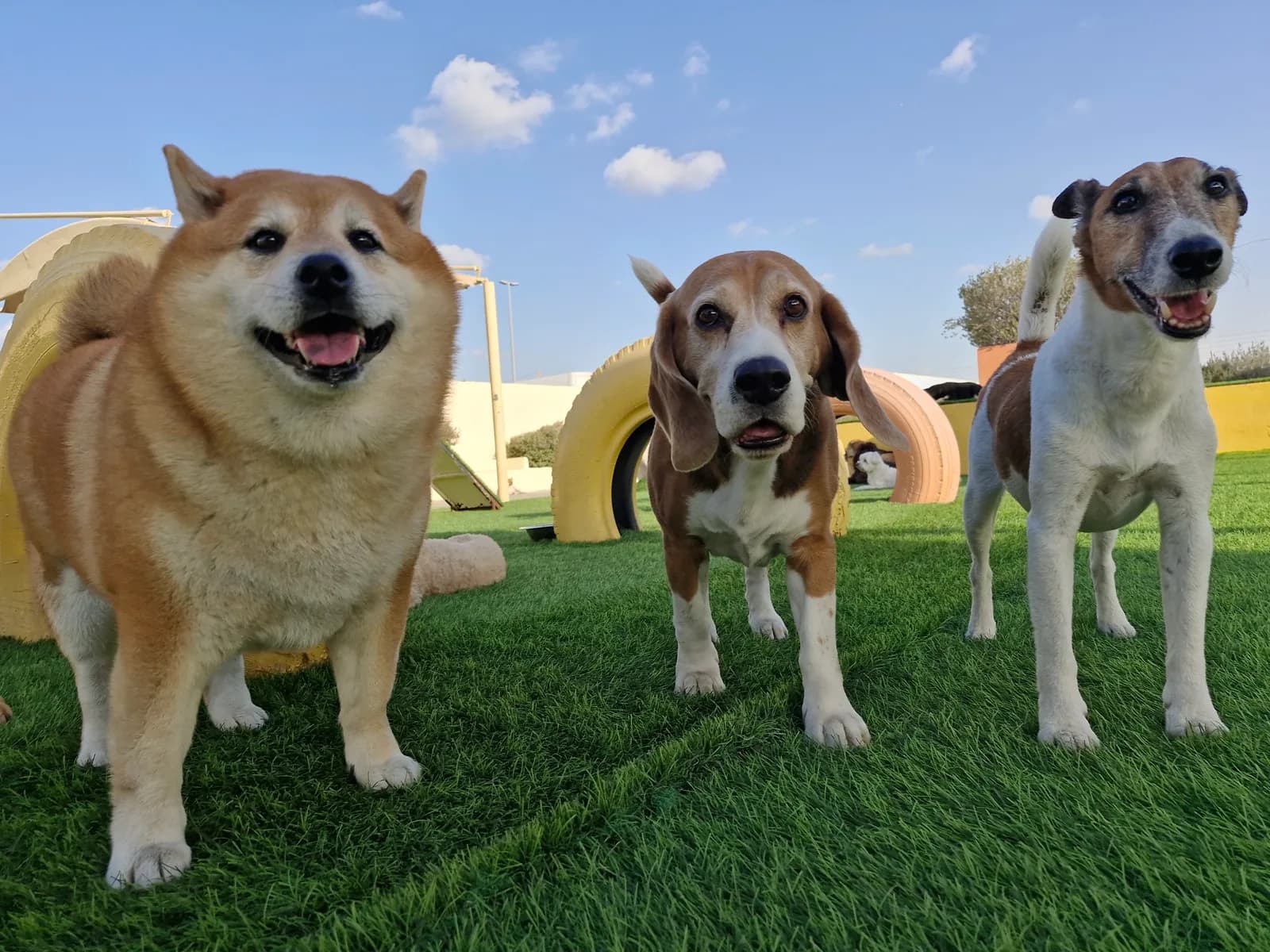 Three dogs standing on grass at a pet boarding facility with play structures in background