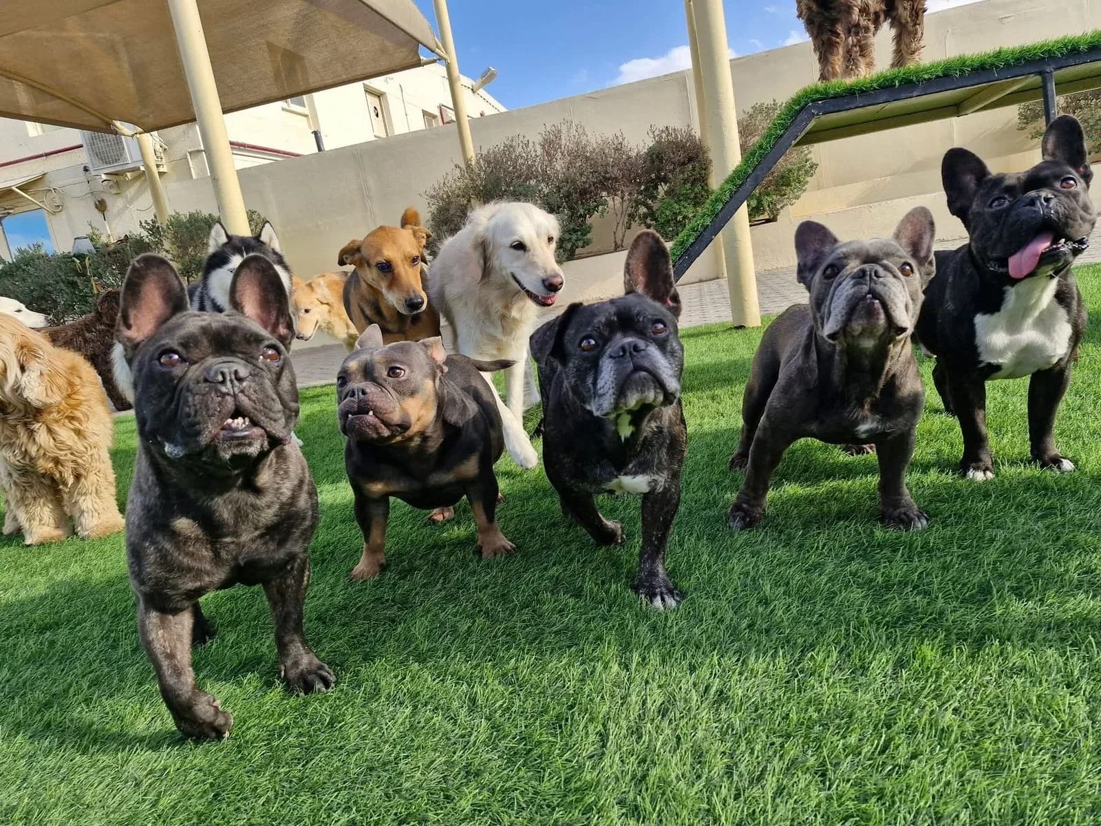 Multiple dogs playing on grass in a daycare facility with shade structures and plants