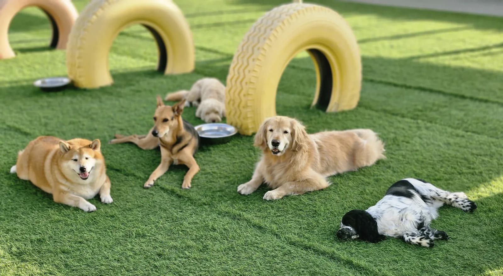 Dogs playing in a pet facility with green turf, tire agility equipment, and bowls