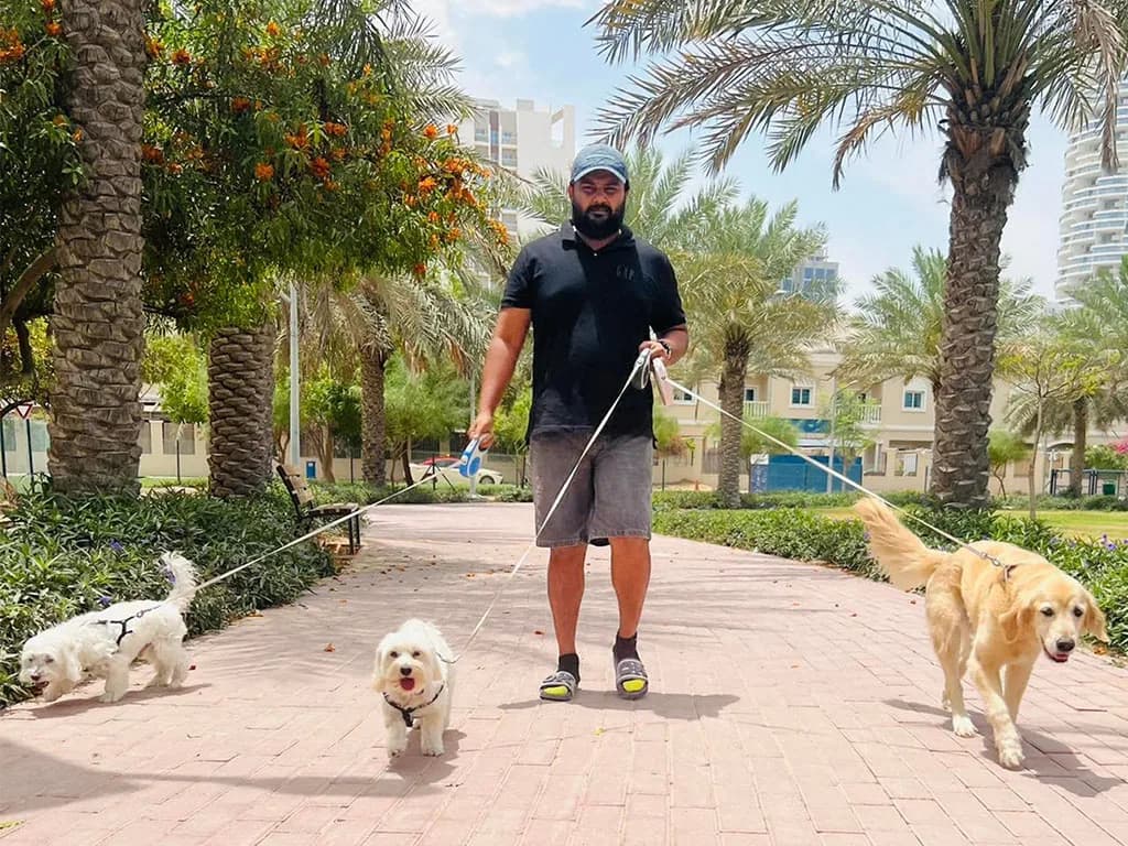 Dog walker with three dogs on leashes in a tropical park setting with palm trees