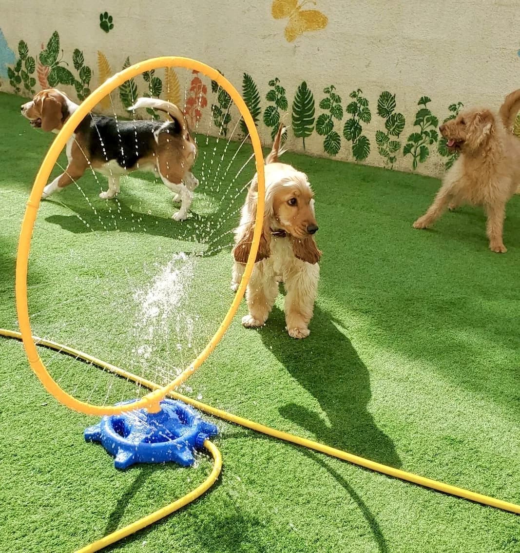 Dogs playing with a water sprinkler arch in an indoor green-floored playroom with botanical wall decorations.