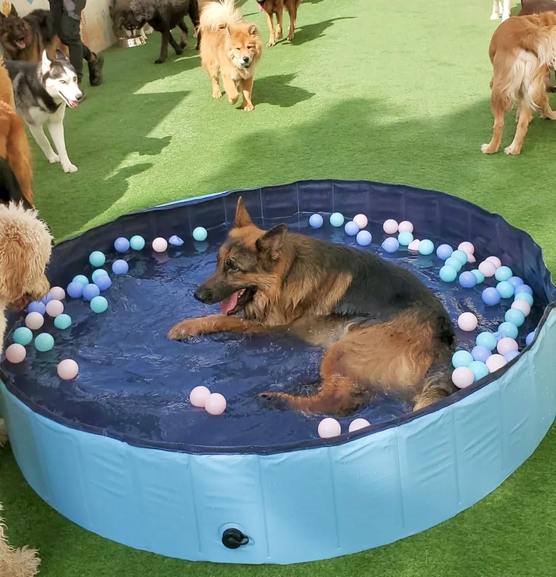 German Shepherd playing in a blue pool with colored balls during dog daycare, other dogs in background