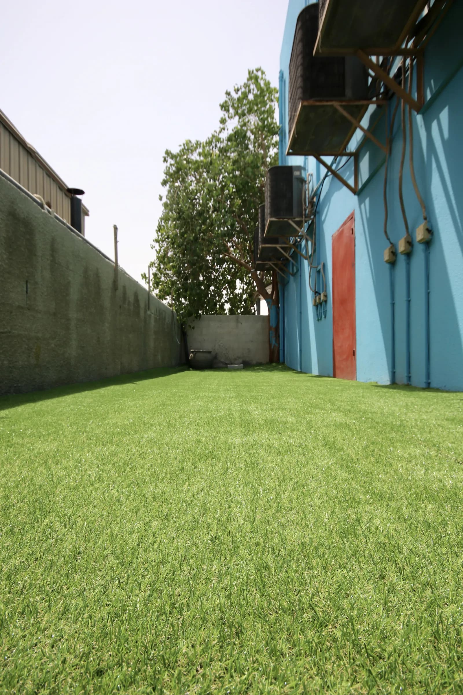 Pet boarding facility courtyard with artificial turf, blue walls, and secure fencing