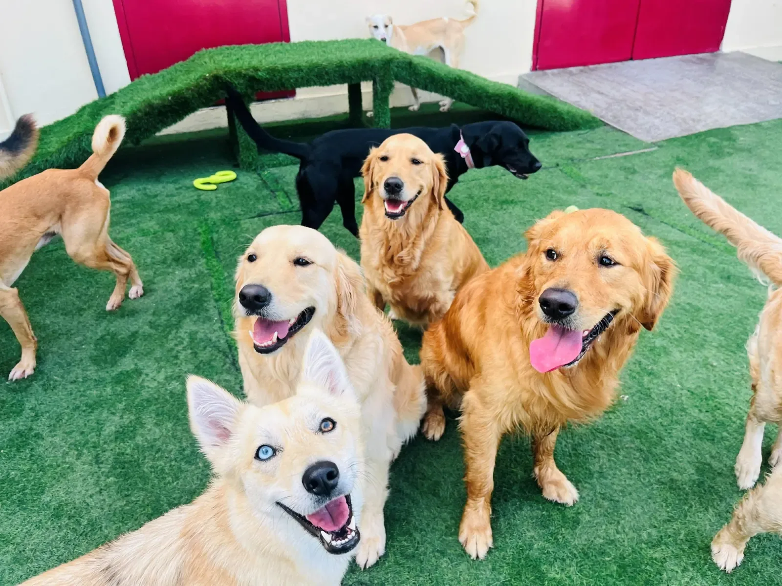 Multiple dogs playing together in a colorful indoor pet care facility with green artificial grass.