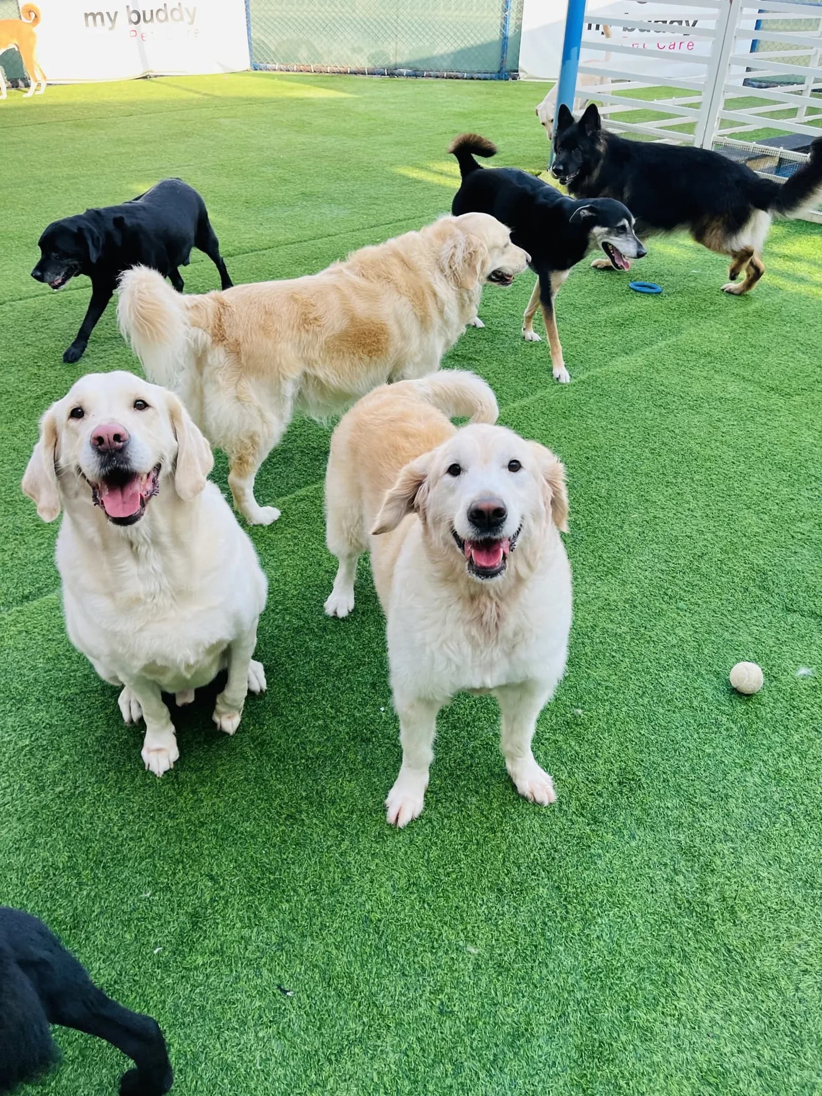 Dogs of various breeds and colors enjoying playtime on green artificial turf in a bright pet care facility