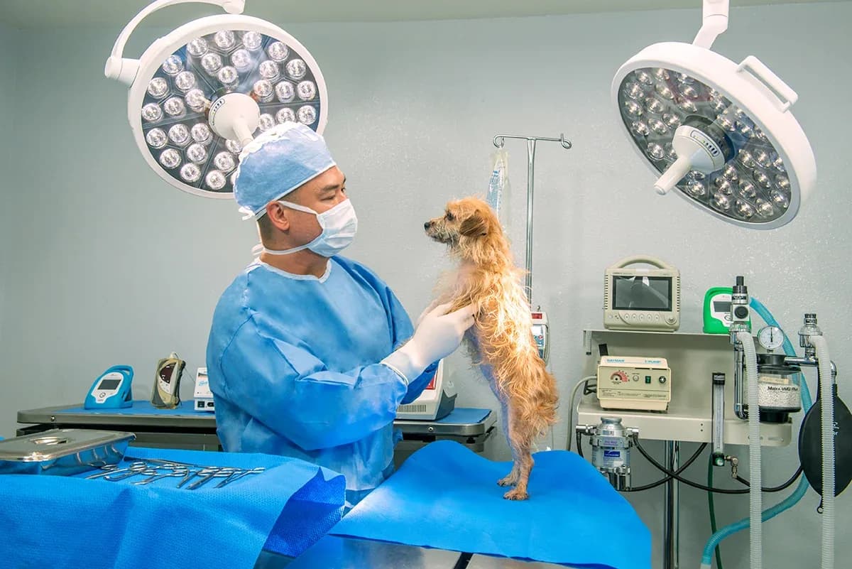 Veterinarian examining dog on surgical table in operating room