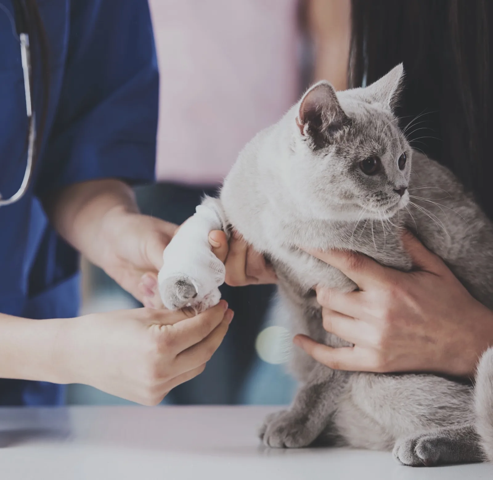 Veterinarian examining a cat's bandaged paw during a medical visit