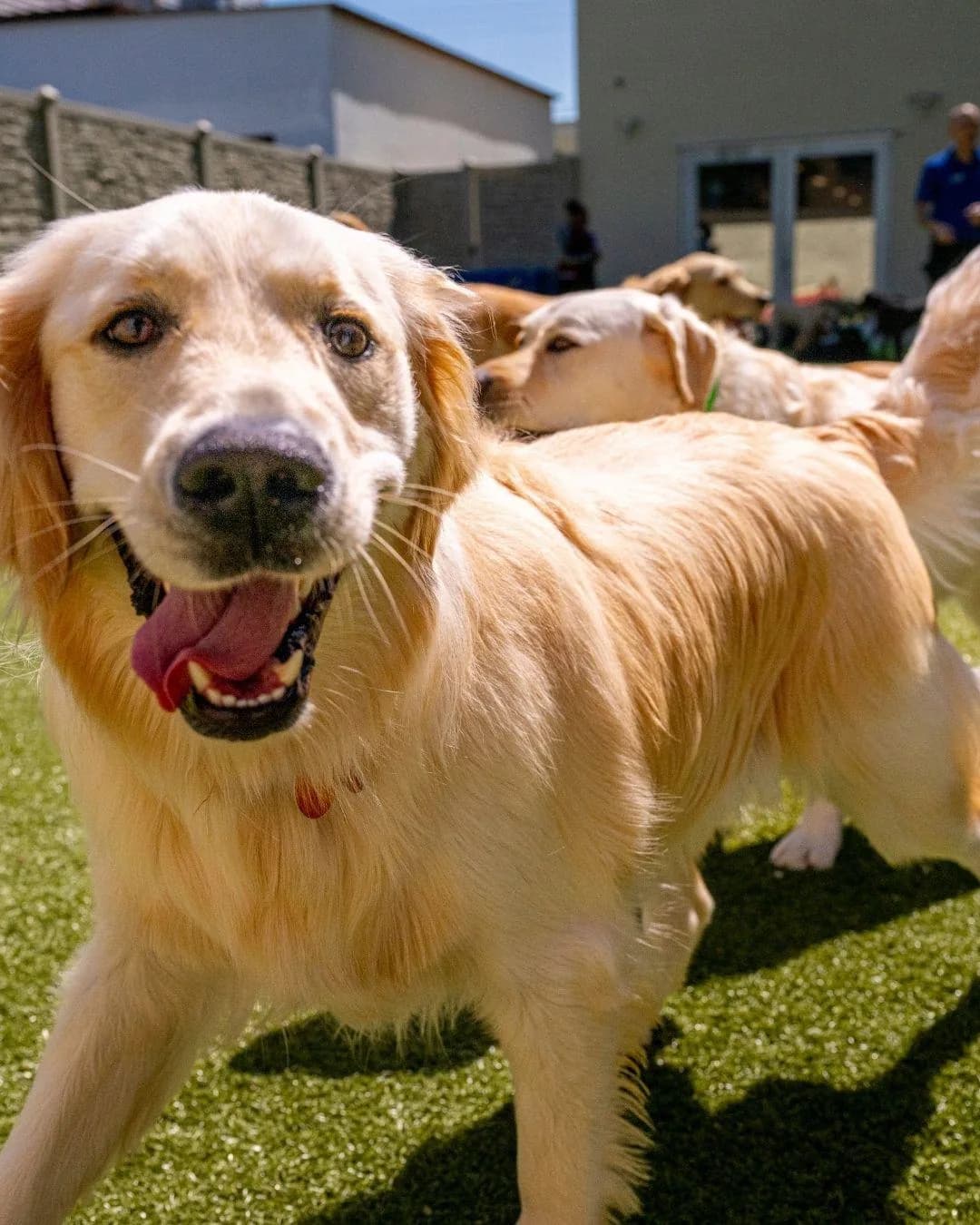 Golden Labrador smiling in outdoor dog play area with other dogs and facility visible