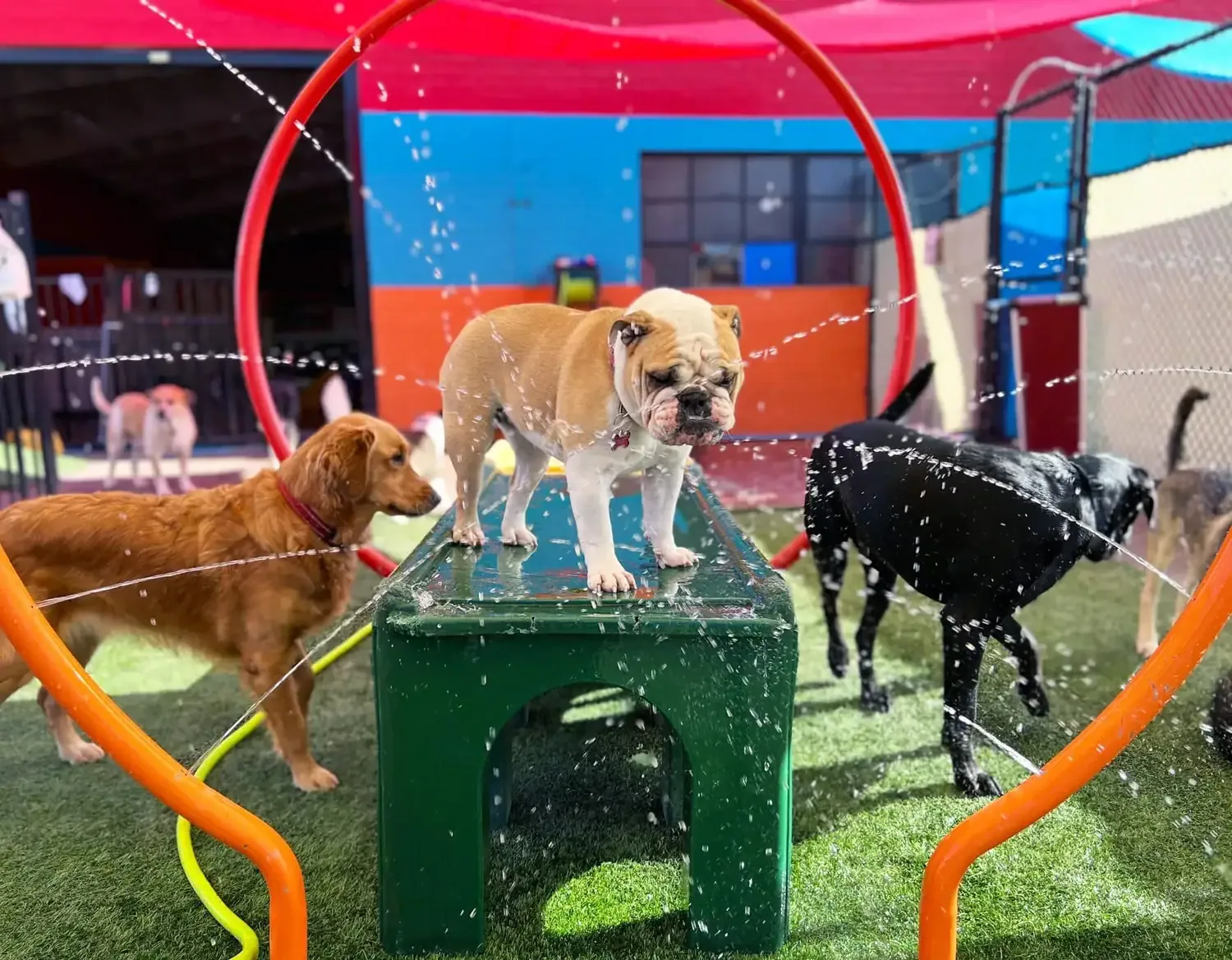 Dogs playing in a colorful indoor dog park with water spray, agility equipment, and colorful structures