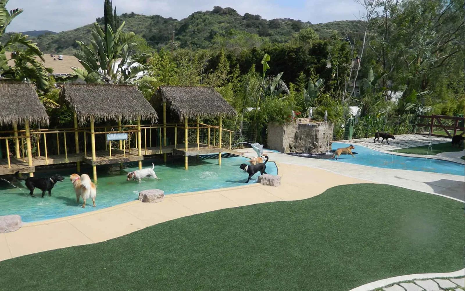 Dogs swimming and playing in bright blue pools at a tropical pet resort with thatched shelters and landscaped grounds