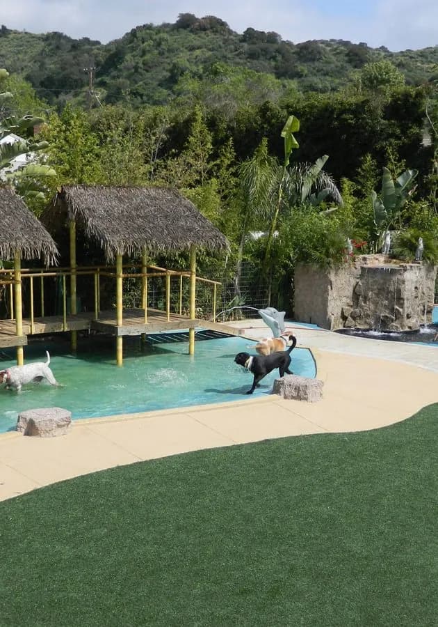 Person and dog at tropical pet resort pool with thatched structures and forested hills