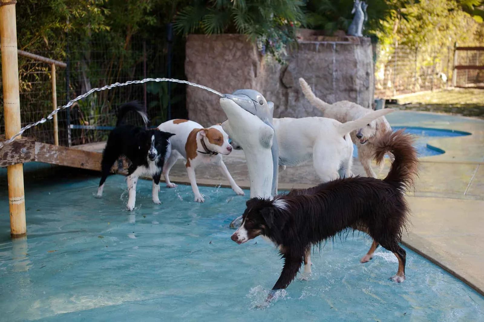 Dogs playing in a shallow blue pool at a pet resort outdoor facility