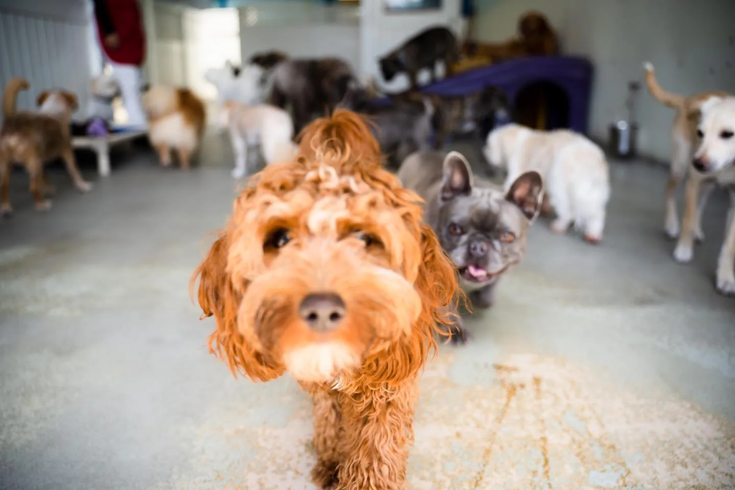 Dogs playing together in a pet boarding facility with concrete flooring and white walls.