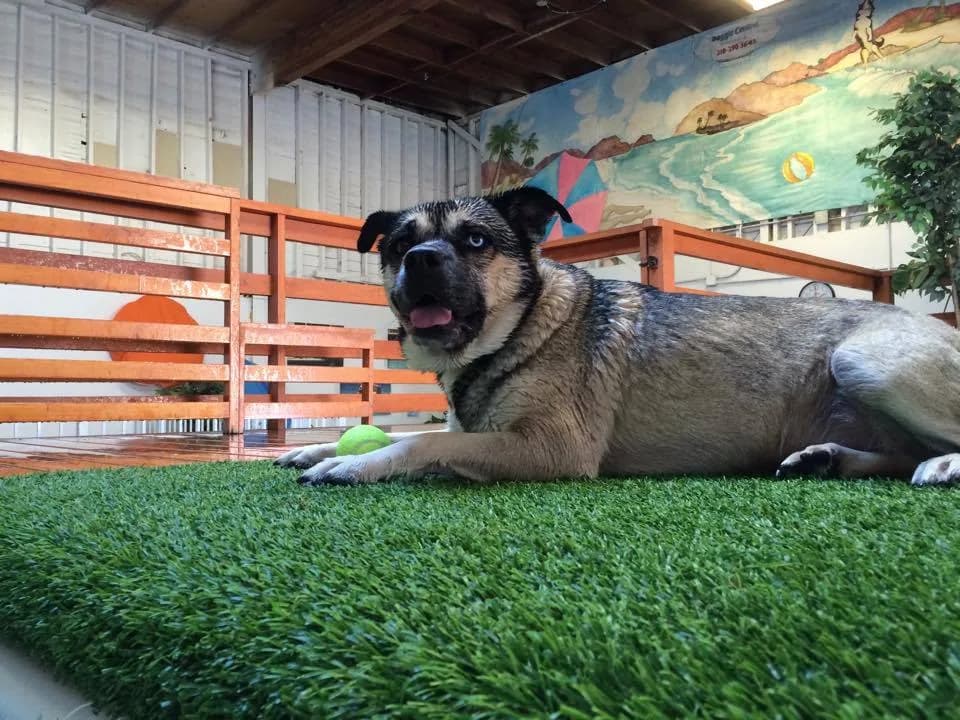 Dog lying on green turf in an indoor play area with wooden enclosures and painted walls
