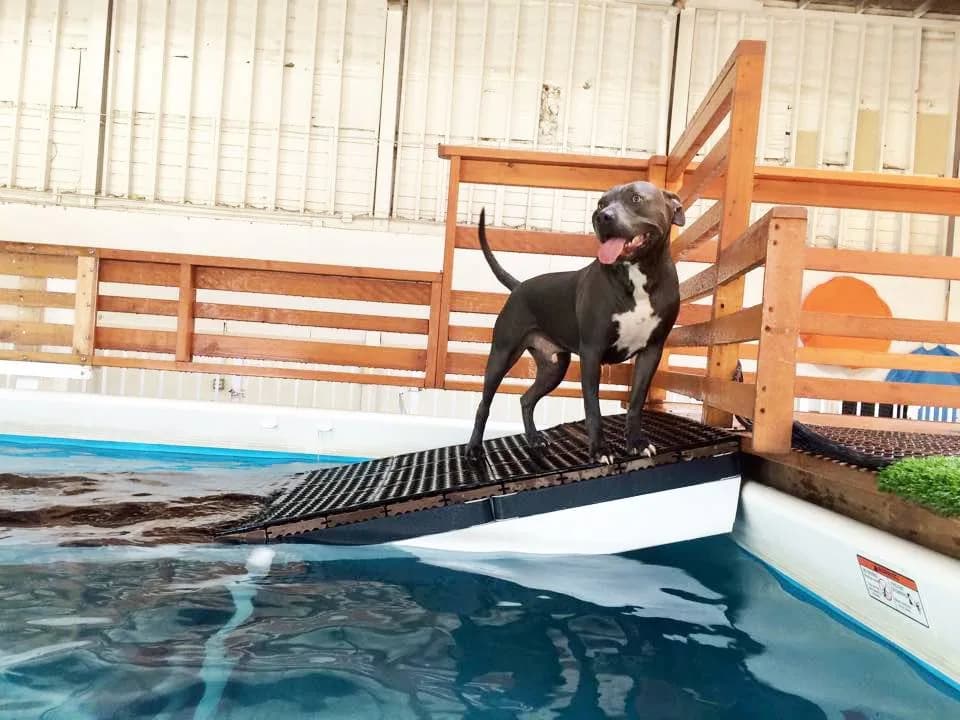 Dog on ramp beside indoor swimming pool at pet care facility