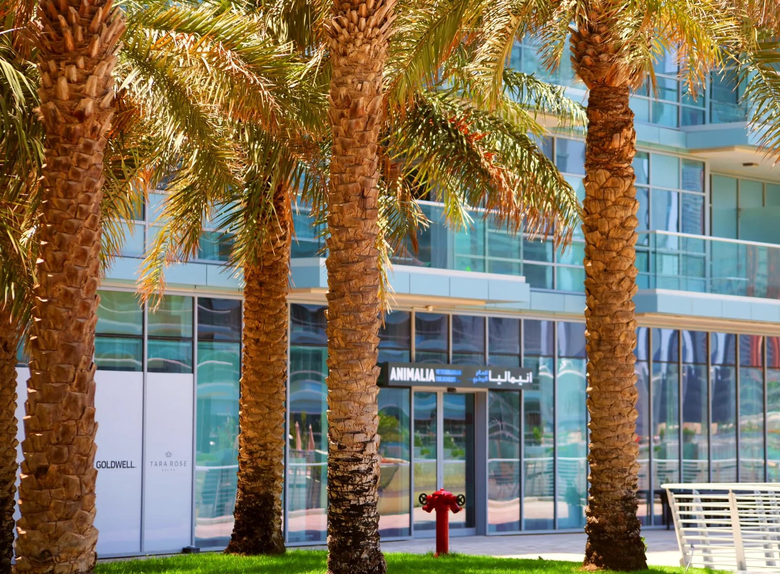 Animalia vet clinic storefront with glass entrance behind palm trees and modern building facade