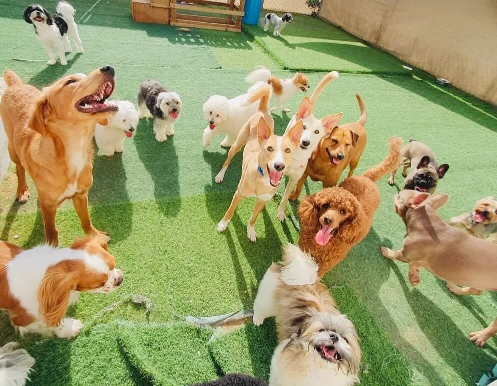 Multiple dogs playing together on artificial turf in a bright indoor facility with climbing structures