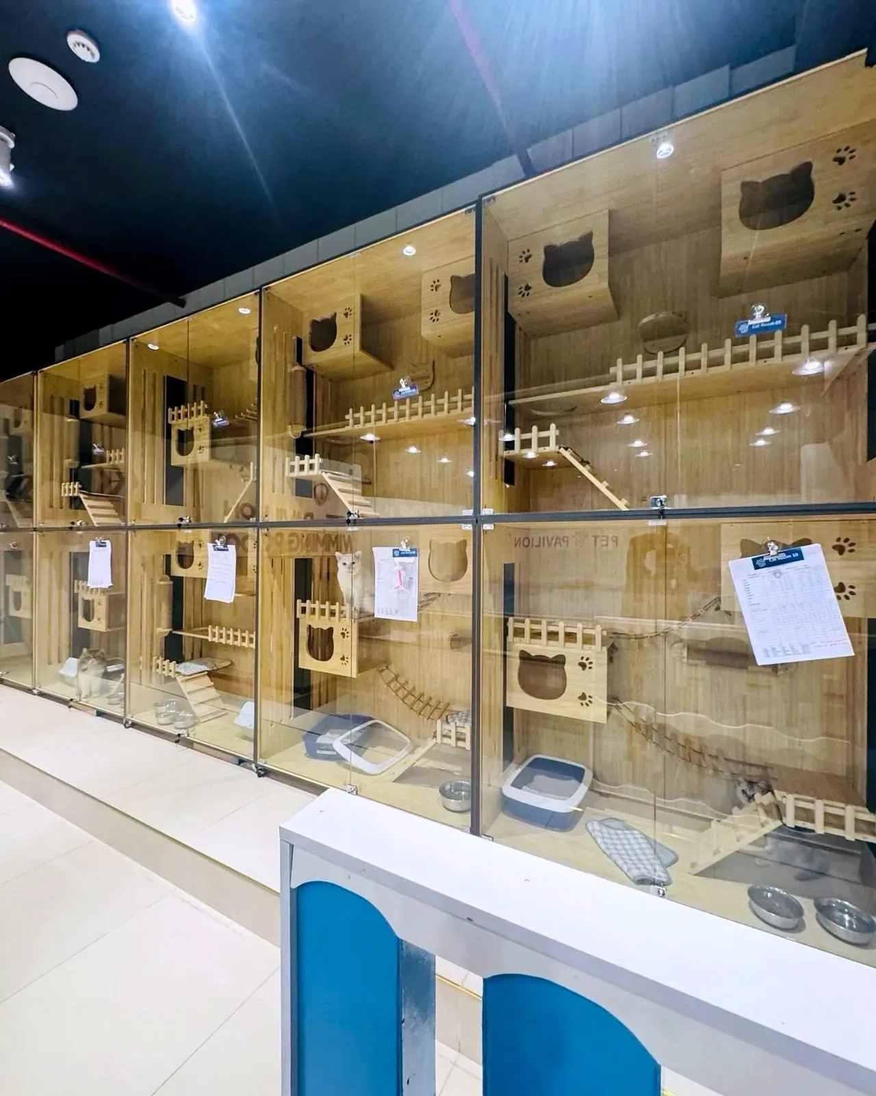 Wooden cat boarding enclosures with multiple compartments, perches, and litter facilities behind glass display.