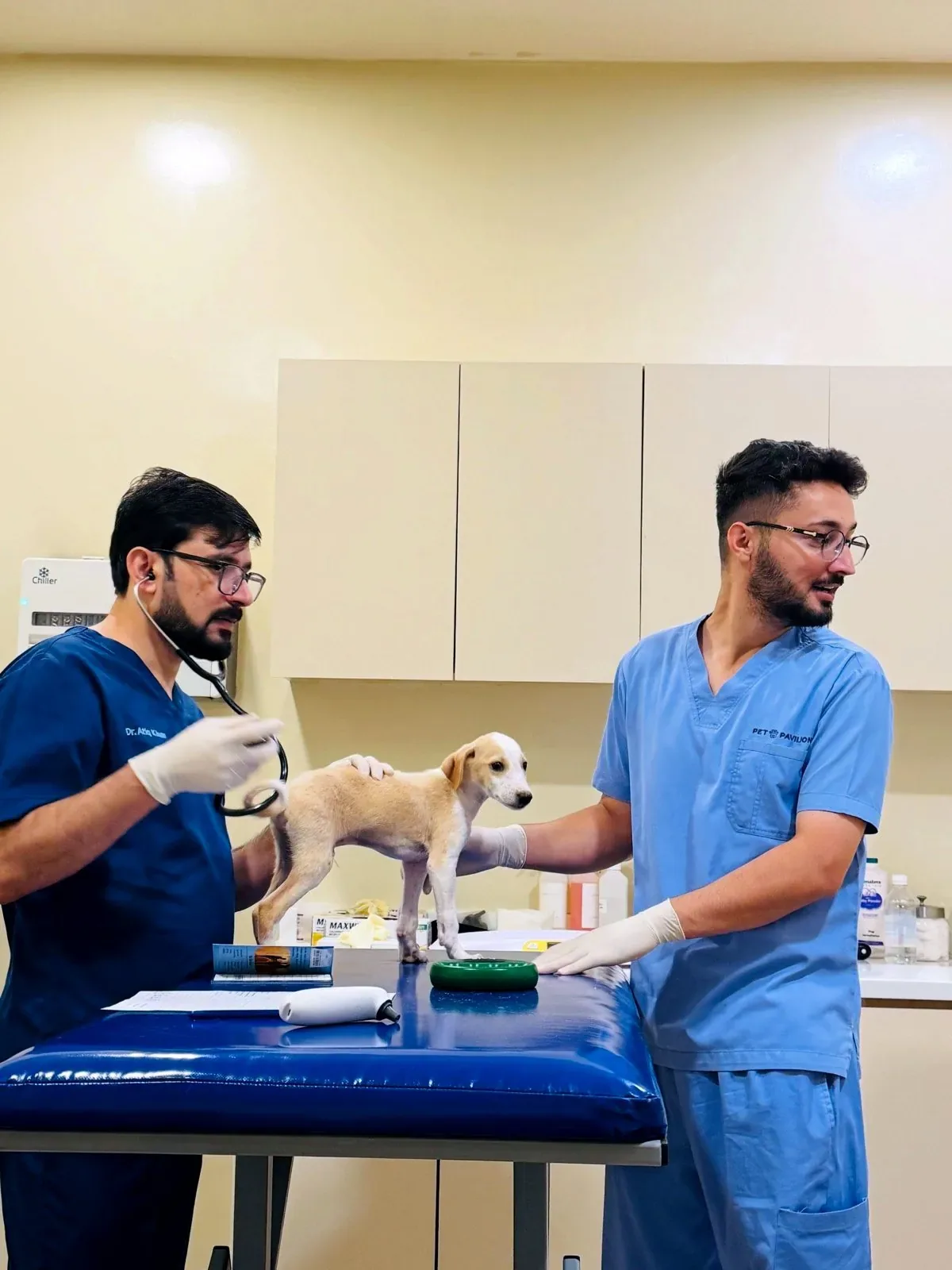 Veterinarians examining a dog during a clinical examination at Pet Pavilion